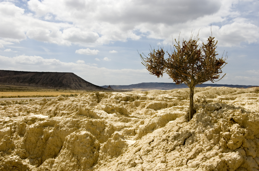Lone tree stands resilient against Bardenas Reales' vast desert backdrop. his picture shows a barren, rocky landscape with a single tree in the foreground. The ground is pale and cracked, suggesting a very dry climate. The lone tree appears to be struggling to survive, with sparse foliage. In the background, you can see flat-topped hills or mesas. The sky is partly cloudy, adding some drama to the scene.
