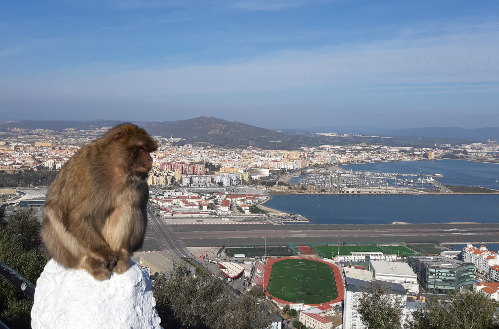 A macaque monkey overlooking Gibraltar city and bay